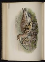 Eurasian Curlew plate 48