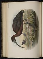 Glossy Ibis; Ibis cara oscura, ibis falcinelle plate 47