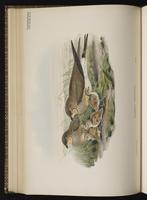 Collared Pratincole plate 46