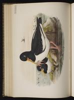 Eurasian Oystercatcher plate 45