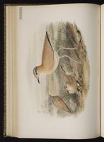 Cream-colored Courser plate 44