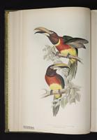 Pteroglossus bitorquatus plate 16