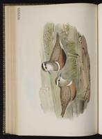 Eurasian Dotterel plate 43