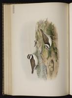 Little Ringed Plover plate 42