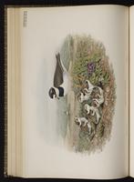 Common Ringed Plover plate 41