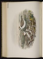 Kentish Plover; Snowy Plover, Chorlo nevado plate 40