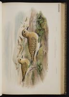 European Golden Plover; European Golden-Plover, Greater Golden-Plover, pluvier doré plate 39