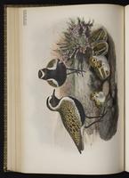 European Golden Plover; European Golden-Plover, Greater Golden-Plover, pluvier doré plate 38
