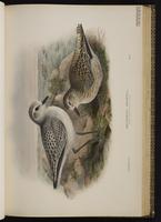 Grey Plover; Black-bellied Plover, Chorlo gris, pluvier argenté plate 37
