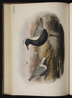 Grey Plover; Black-bellied Plover, Chorlo gris, pluvier argenté plate 36