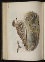 Eurasian Stone-curlew plate 35
