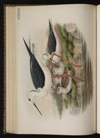 Black-winged Stilt plate 34