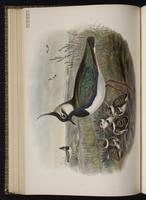 Northern Lapwing; vanneau huppé plate 33