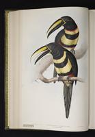 Pteroglossus pluricinctus plate 15