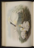 Eurasian Spoonbill plate 32