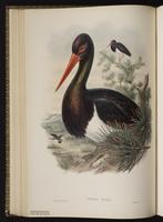 Black Stork plate 31
