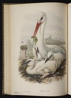 White Stork plate 30