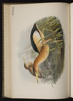 Little Bittern plate 29