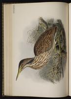 American Bittern; Avetoro norteño, butor d'Amérique plate 28