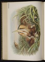 Eurasian Bittern plate 27