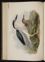 Black-crowned Night Heron; bihoreau gris, Black-crowned Night-Heron, Pedrete corona negra plate 26