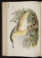 Squacco Heron plate 25