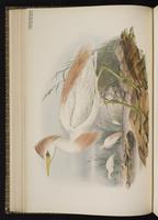 Cattle Egret; Garza ganadera, héron garde-boeufs plate 24
