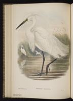 Little Egret; aigrette garzette plate 23