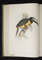 Pteroglossus regalis plate 14