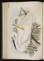 Great Egret plate 22
