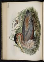 Purple Heron plate 21