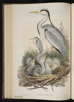 Gray Heron; Grey Heron plate 20