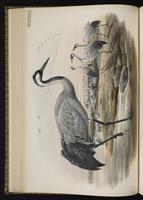 Common Crane plate 19