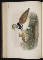 Little Bustard plate 18
