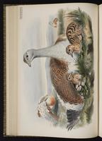 Great Bustard plate 17