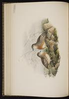 Common Buttonquail; Kurrichane Buttonquai plate 16