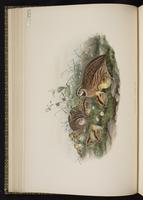 Common Quail plate 15