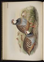 Red-legged Partridge plate 14