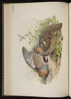 Gray Partridge; perdrix grise plate 13