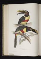 Pteroglossus castanotis plate 13