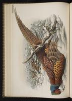 Common Pheasant; Ring-necked Pheasant, faisan de chasse, Faisán de collar plate 12