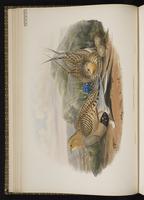 Pallas's Sandgrouse plate 11