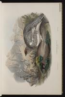 Rock Ptarmigan plate 10