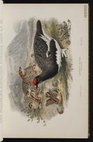 Rock Ptarmigan plate 9