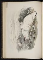 Rock Ptarmigan plate 8