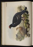 Black Grouse; Eurasian Black Grouse plate 6