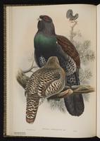 Western Capercaillie plate 5