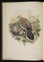 European Turtle Dove; European Turtle-Dove plate 4