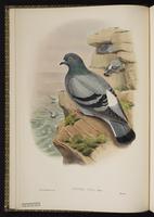 Common Pigeon; Paloma doméstica, pigeon biset, Rock Dove, Rock Pigeon plate 3