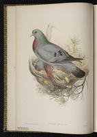 Stock Dove plate 2
